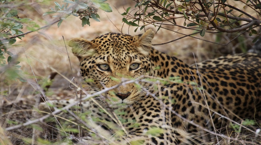 8 day wildlife safari including lake natron and ngorongoro